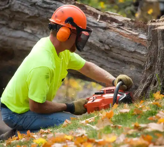 tree services Mogadore